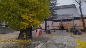 新井別院の大銀杏