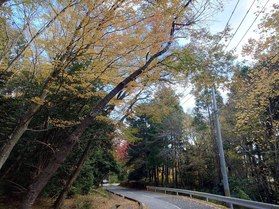 晩秋の大島