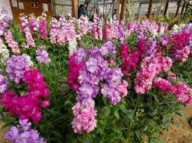 南房総の早春ならでは!お花摘み体験を満喫♪