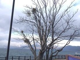 木の枝に何かあります。