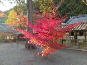 佛通寺の紅葉 その②