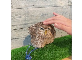 ふくろうと触れ合えるカフェのご紹介♪