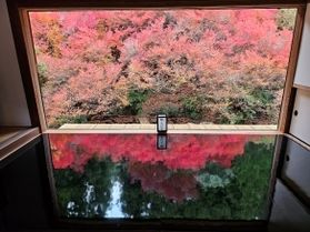 まもなく一般公開終了!安国寺ドウダンツツジの紅葉