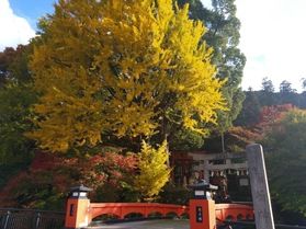 出石町の紅葉スポット