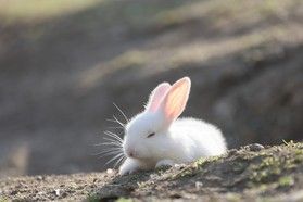 冬のうさぎさん便り