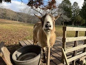 メェ太の独り言㉑～最後の紅葉～