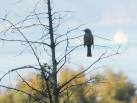野鳥で感じる季節の訪れ