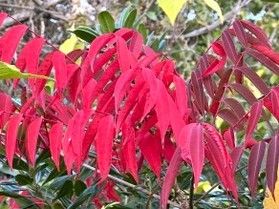 紅葉のしくみ。