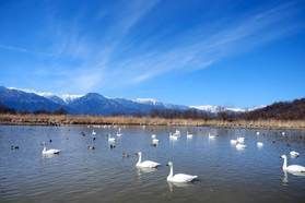 白鳥の飛来シーズンはいつですか？