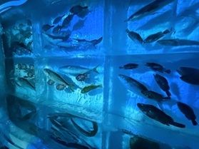 【はしご旅】気仙沼に行ってみた!②