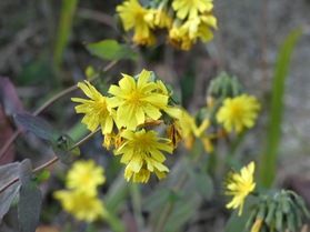 園地で美しく咲いている花をご紹介