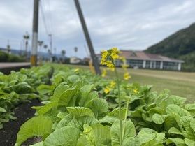 菜の花1分~2分咲き