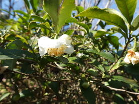 園地にお茶の花があるんだって!?