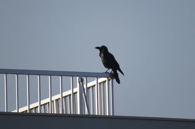 ハシブトガラスって、実はすごい。