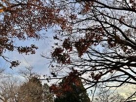 12月なのに？！ちょこっと紅葉スポット