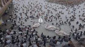 白鳥の楽園へ<br>阿賀野市「瓢湖」