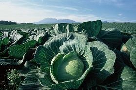 実は通年で嬬恋産野菜を...！🥬