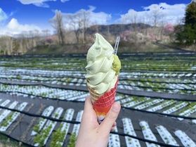 珍しいわさびのソフトクリーム！