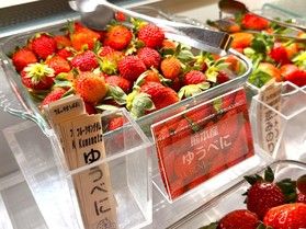 ブランドいちご紹介～ゆうべに～