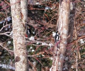 アカゲラのつがい発見!