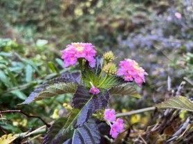 園内で咲いていた花たち。