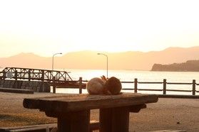 ネット限定特割プラン♪