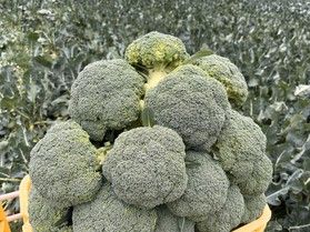 野菜の王様”ブロッコリー🥦”
