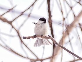 シマエナガだけじゃない!北海道だけの野鳥「ハシブトガラ」