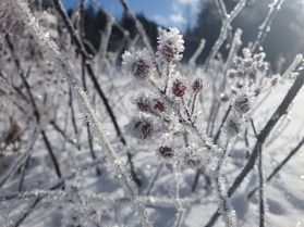 乗鞍高原に舞い降りる霜の結晶