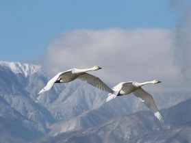 安曇野の冬の風物詩！白鳥がそろそろ100羽に！？