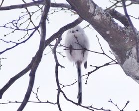 シマエナガの群れに出会いました
