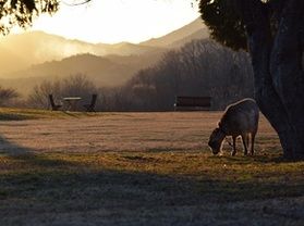 🐎謹賀新年🐐