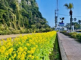菜の花満開🌸