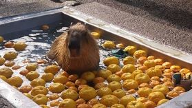 午年に乗馬してみよう!!