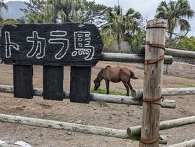指宿の原風景 午年に出会うトカラ馬