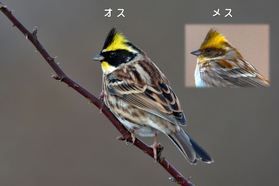 ～南阿蘇ビジターセンター便り～