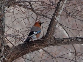 森の音真似芸人、ミヤマカケス