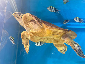 市場の中の水族館