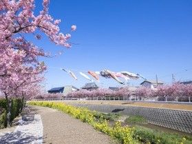 渥美半島これからの花見頃