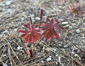 ハギクソウの紅葉