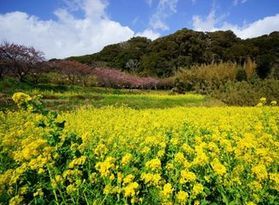 抱湖園の元朝桜と菜の花