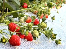 農園が選べる！新たないちご狩りプランが登場！