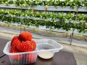 春を先取り！いちご狩りに行こう♪