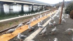 冬の名物！かの有名なあの駅<br>【浜名湖佐久米駅】