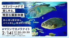 今年も『＃マリンでカメラナイト』が開催されます！