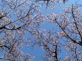 南伊豆には見頃を迎えた花がいっぱい