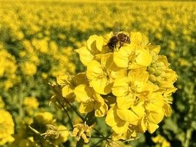 菜の花の状況