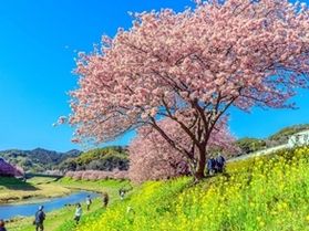 2月24日催行決定!河津・南伊豆の2大桜を巡る旅
