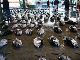 「生まぐろ競り市場ガイドツアー」に参加しませんか?