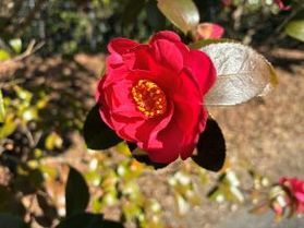 園地内のサザンカの花が満開です♪